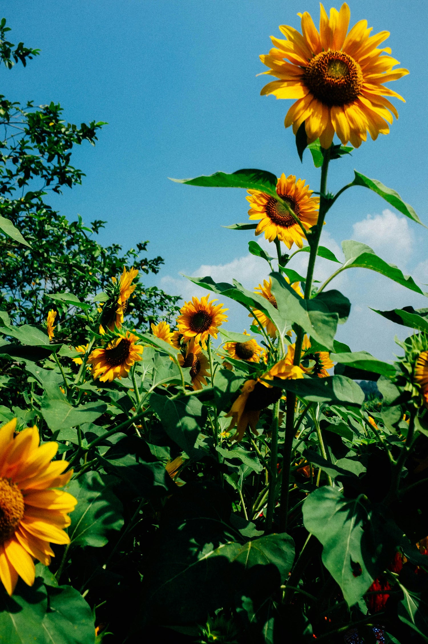 amatxi-champ-tournesol-ciel-bleu-soleil-france