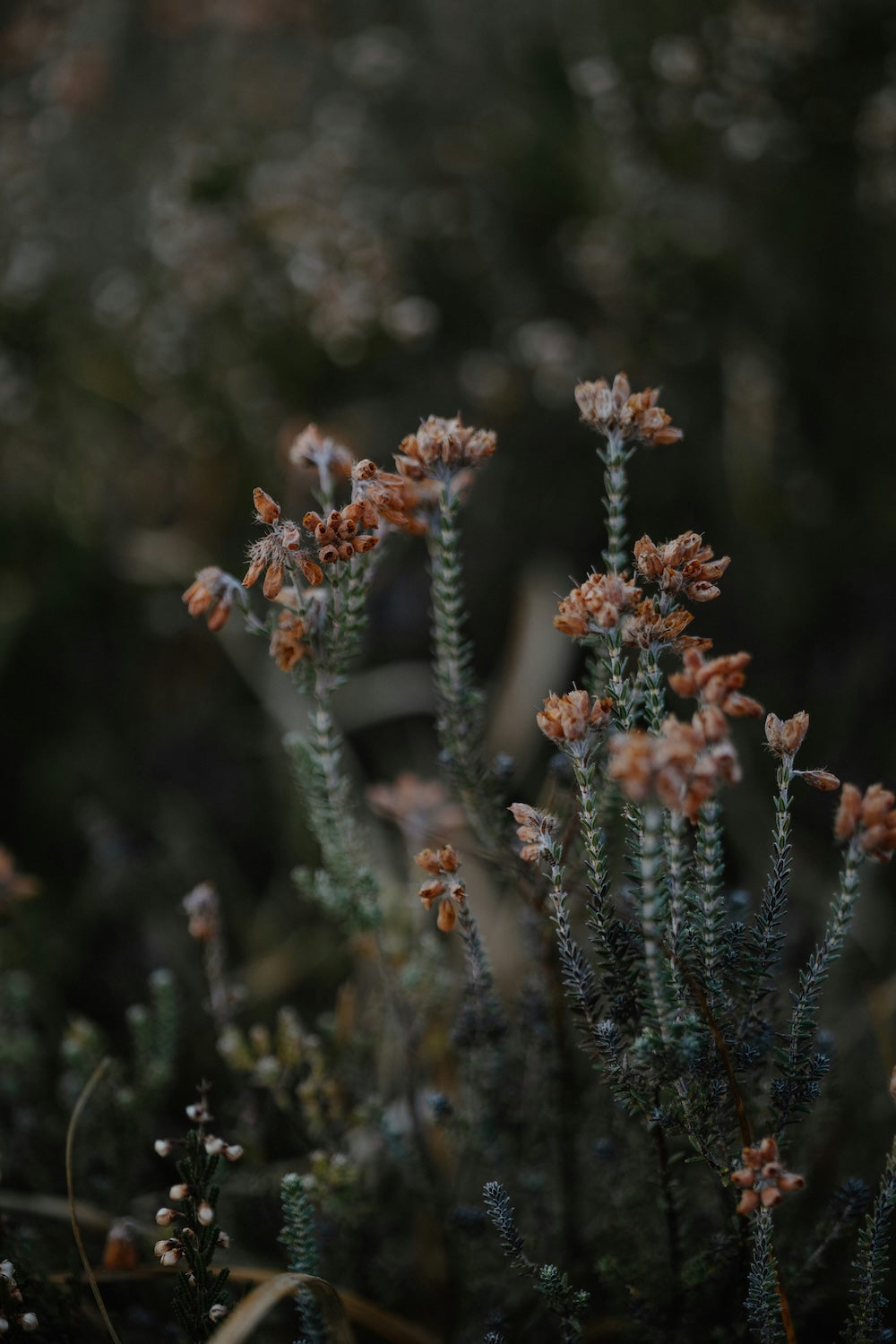 amatxi-bryuere-naturelle-foret