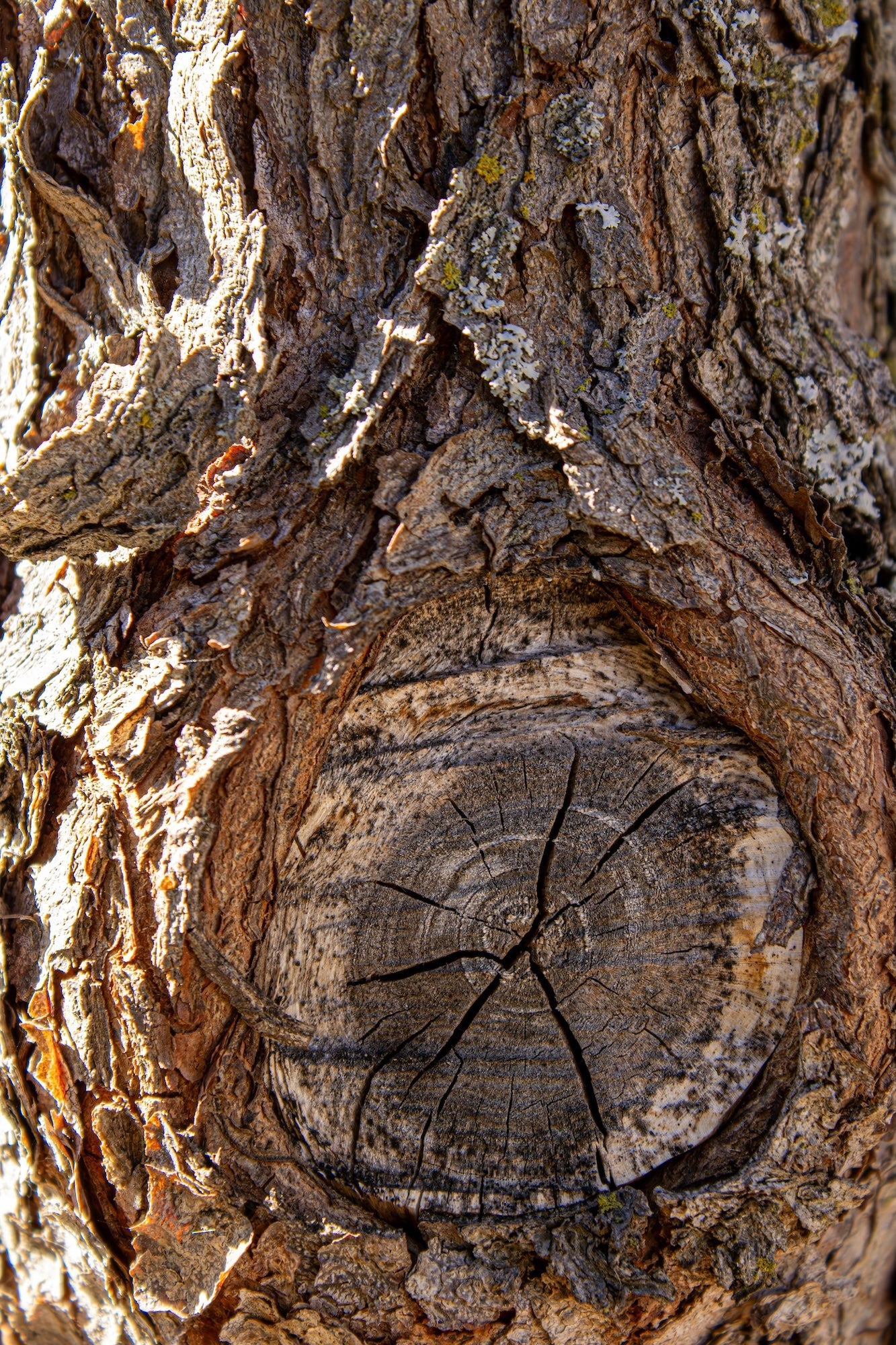 amatxi-ecorce-arbre