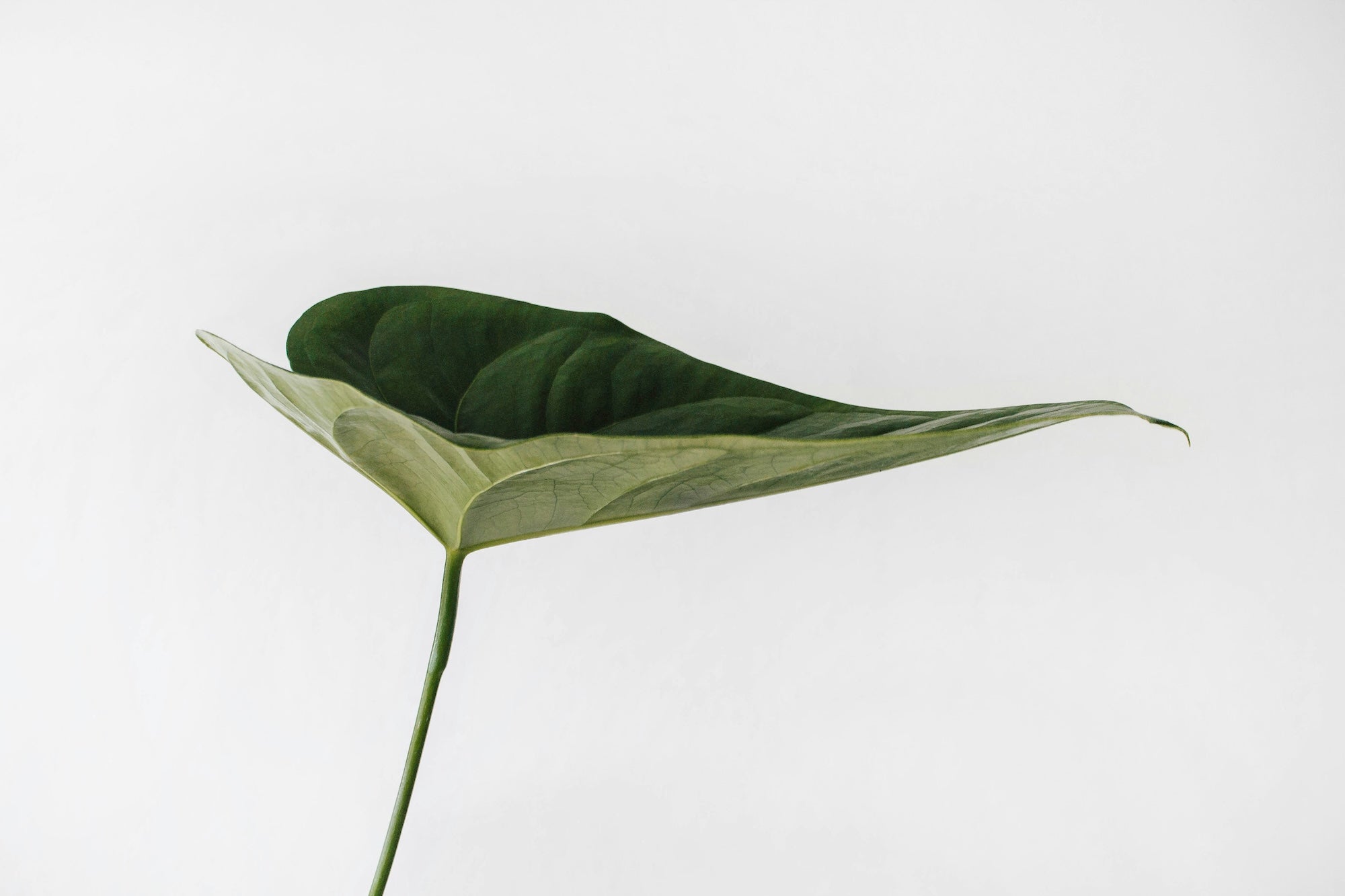 amatxi-feuille-plante-fond-blanc-minimaliste