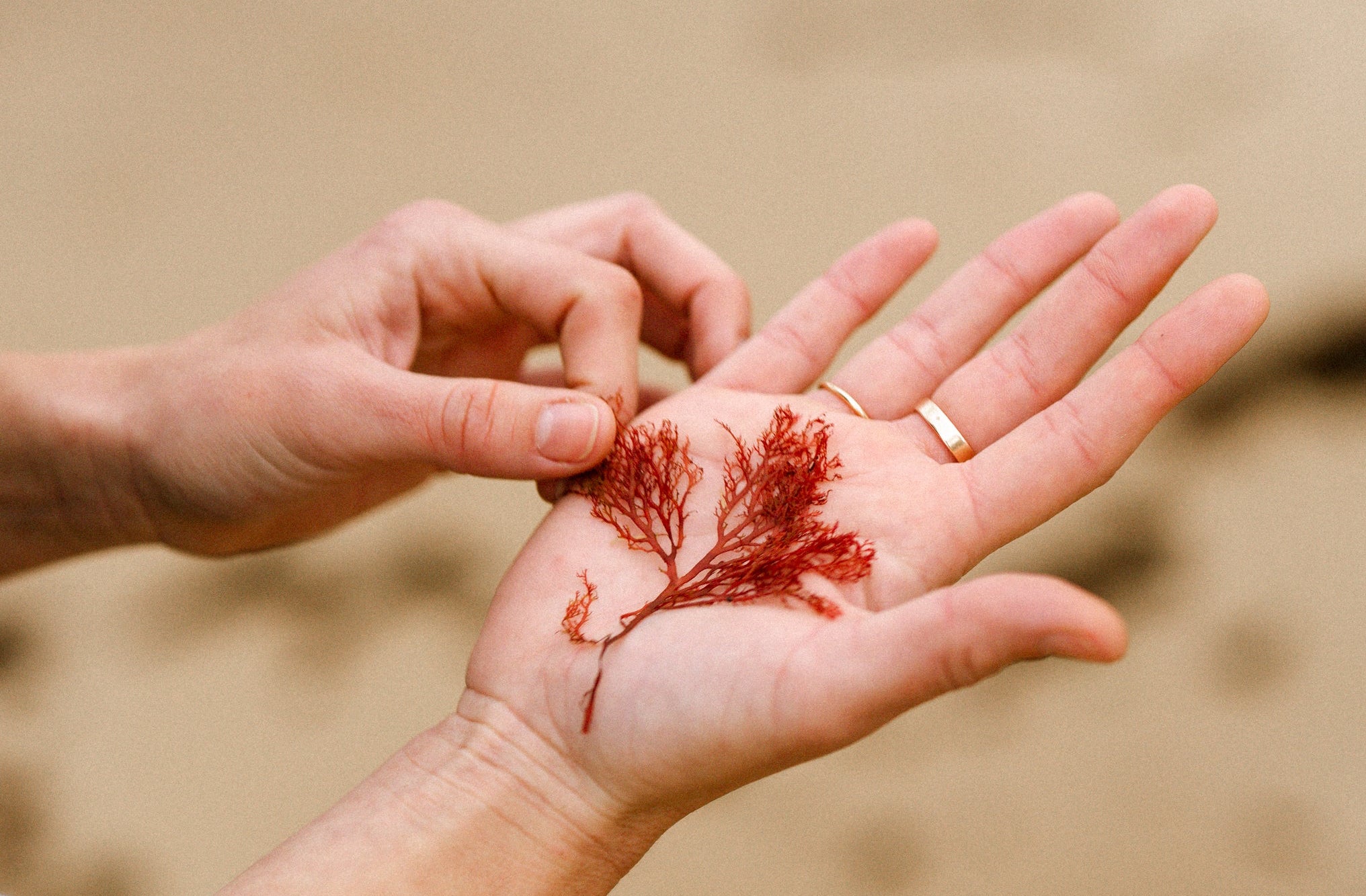 algues mains valeurs amatxi